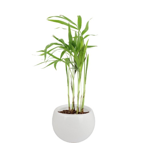 Plante pot céramique aimanté