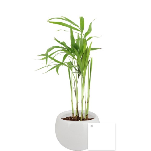 Plante pot céramique aimanté