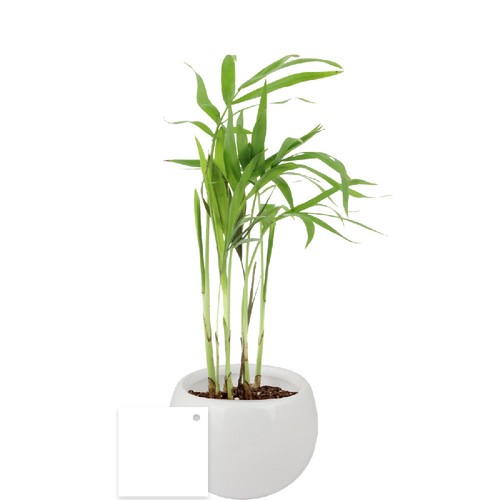Plante pot céramique aimanté
