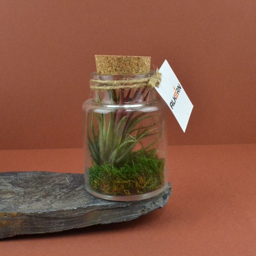 Flacon tillandsia - petit - 1