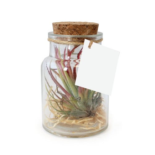 Flacon tillandsia - petit