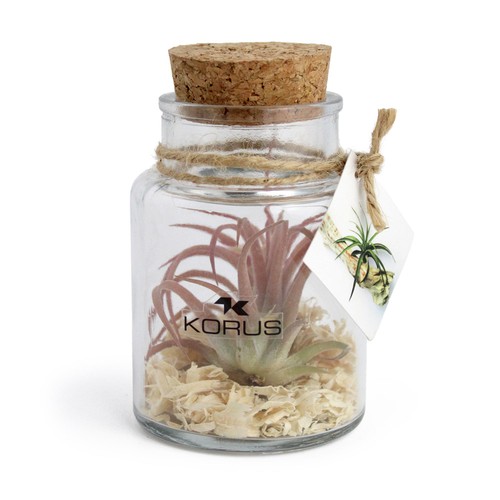 Flacon tillandsia - petit