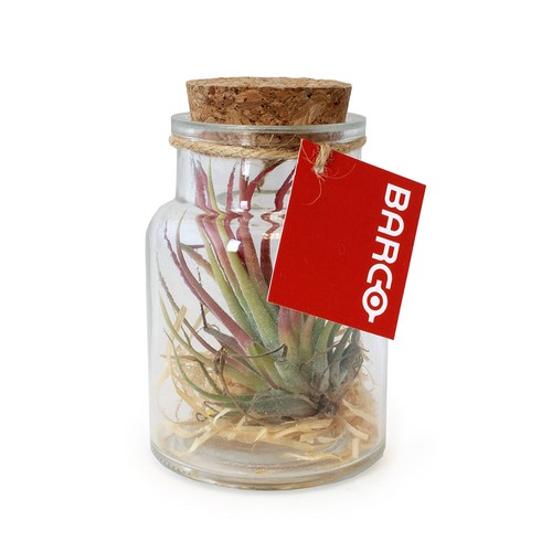 Flacon tillandsia - petit