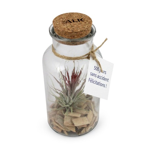 Flacon tillandsia - grand modèle - 3