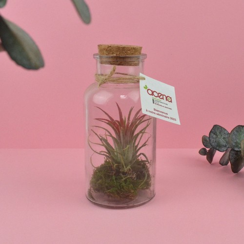 Flacon tillandsia - grand modèle - 1