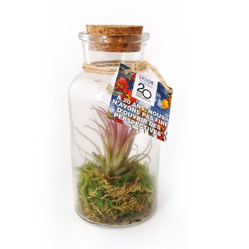 Flacon tillandsia - grand modèle