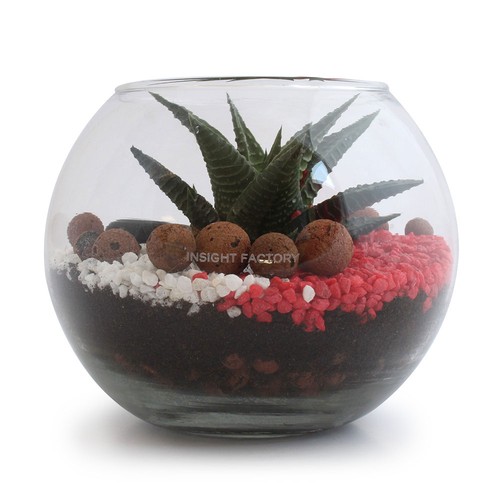 Terrarium DIY Petit modèle - 3