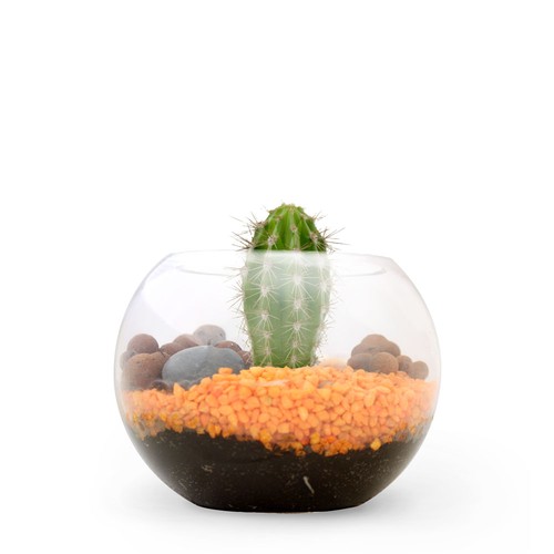 Terrarium DIY Petit modèle - 1