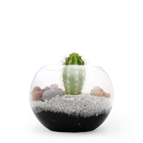 Terrarium DIY Petit modèle