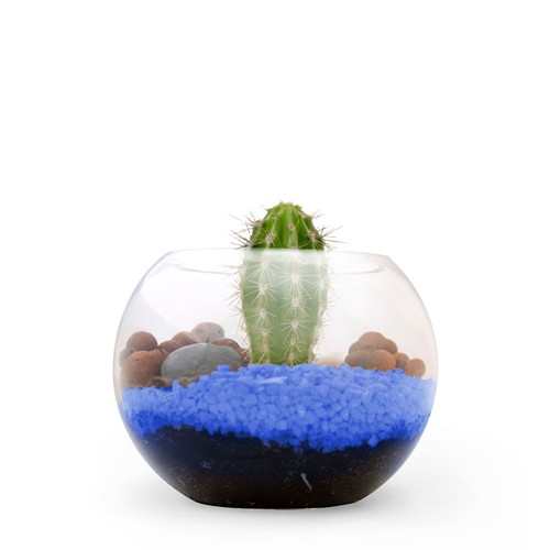 Terrarium DIY Petit modèle