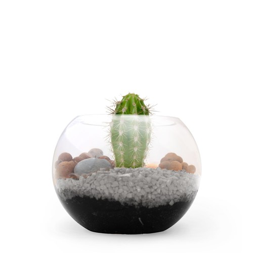Terrarium DIY Petit modèle