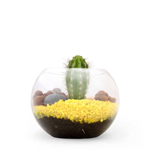 Terrarium DIY Petit modèle