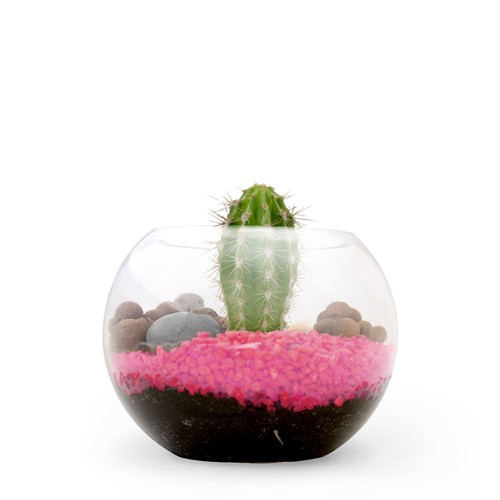 Terrarium DIY Petit modèle