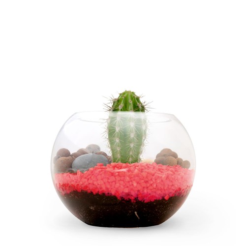 Terrarium DIY Petit modèle
