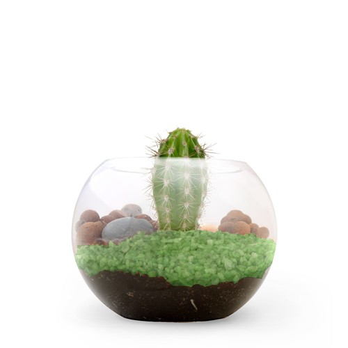 Terrarium DIY Petit modèle