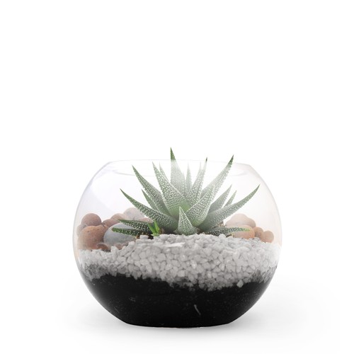 Terrarium DIY Petit modèle
