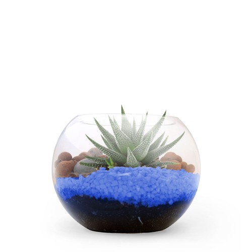 Terrarium DIY Petit modèle