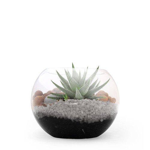 Terrarium DIY Petit modèle