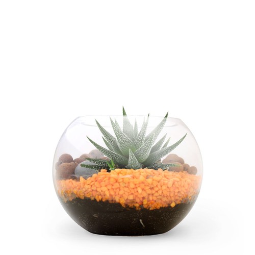 Terrarium DIY Petit modèle