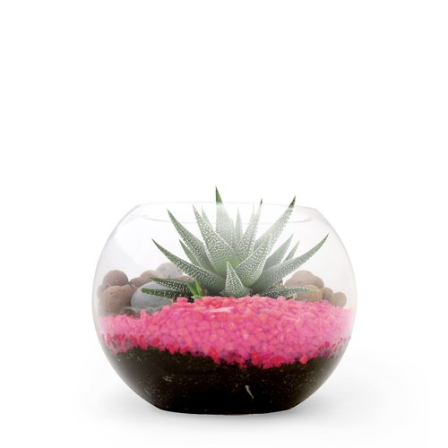 Terrarium DIY Petit modèle