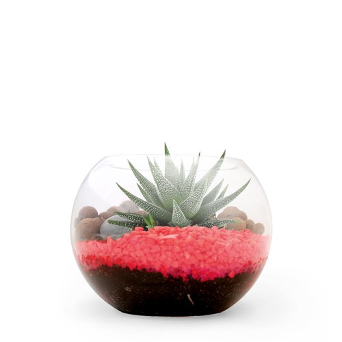 Terrarium DIY Petit modèle