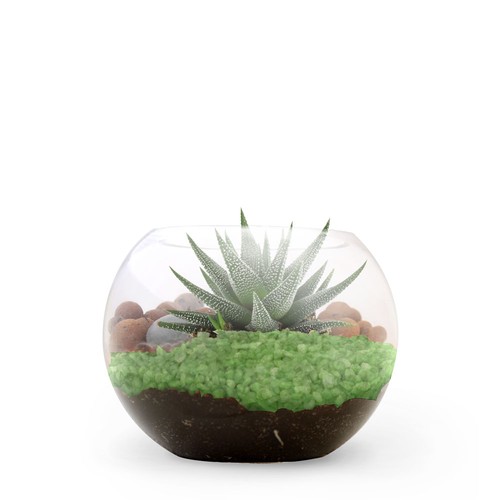 Terrarium DIY Petit modèle