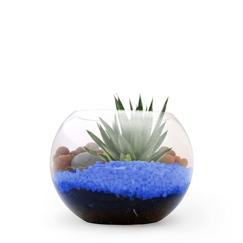 Terrarium DIY Petit modèle