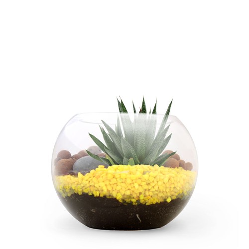 Terrarium DIY Petit modèle