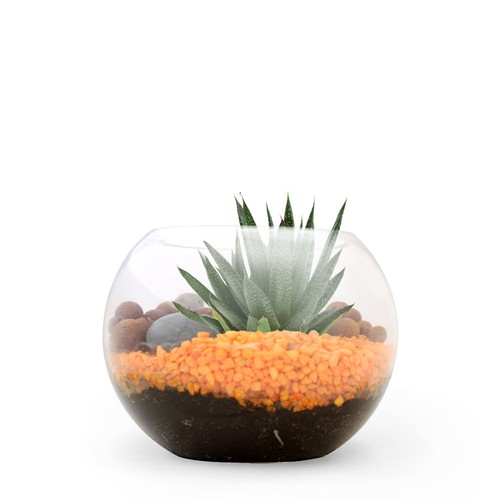 Terrarium DIY Petit modèle