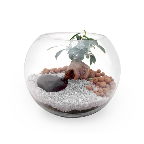 Terrarium DIY Grand modèle