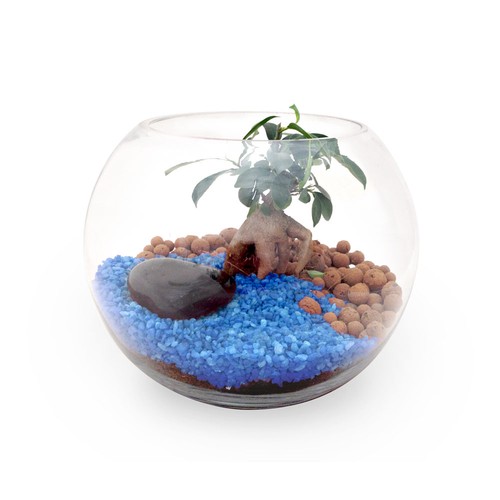 Terrarium DIY Grand modèle