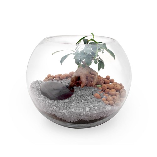 Terrarium DIY Grand modèle