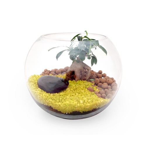 Terrarium DIY Grand modèle