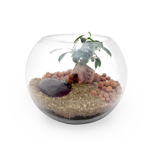Terrarium DIY Grand modèle
