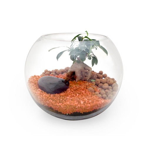 Terrarium DIY Grand modèle