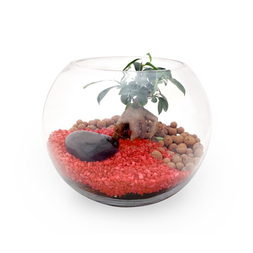 Terrarium DIY Grand modèle