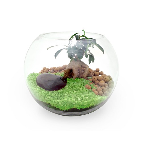 Terrarium DIY Grand modèle