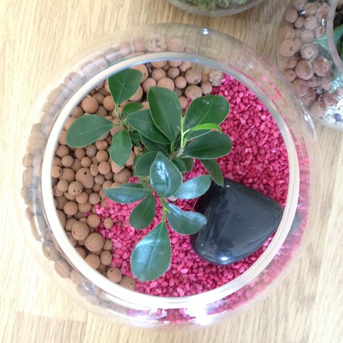 Terrarium DIY Grand modèle