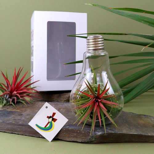 Ampoule tillandsia