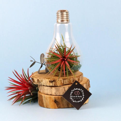 Ampoule tillandsia
