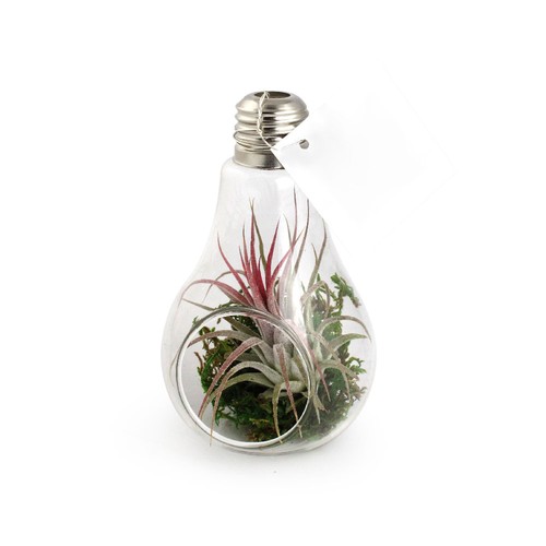 Ampoule tillandsia