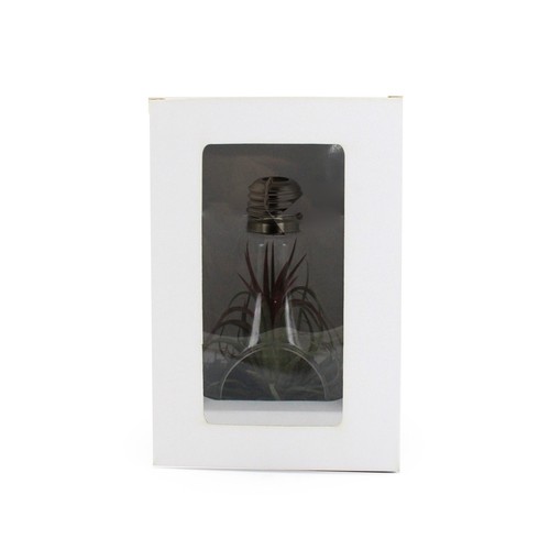 Ampoule tillandsia