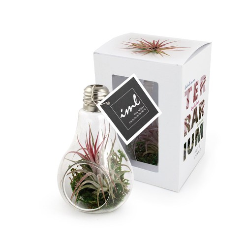 Ampoule tillandsia