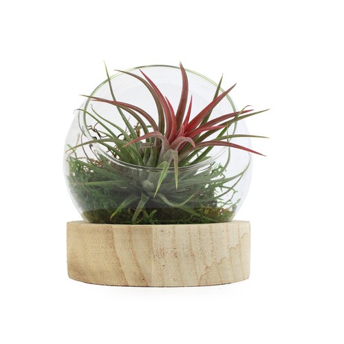 Tillandsia en terrarium socle bois - 1