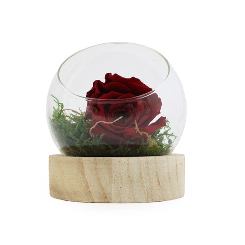 Tillandsia en terrarium socle bois