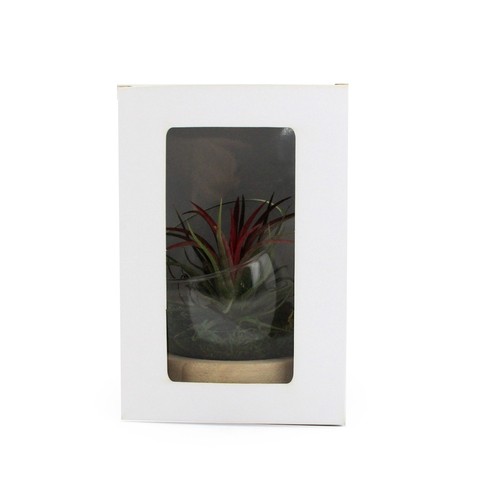 Tillandsia en terrarium socle bois