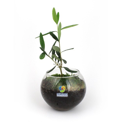 Globe arbre
