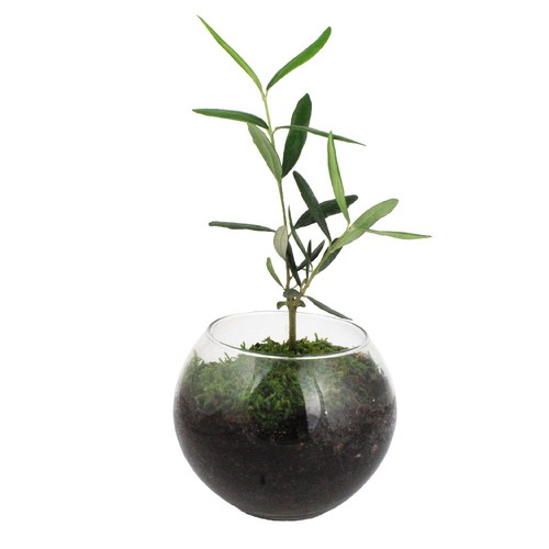 Globe arbre
