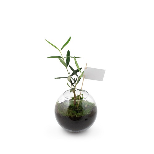 Globe arbre