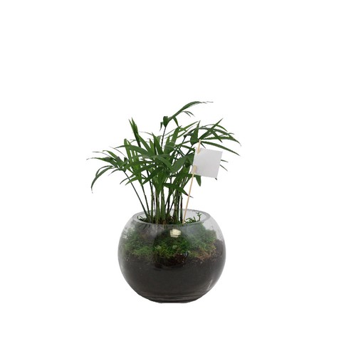 Globe arbre